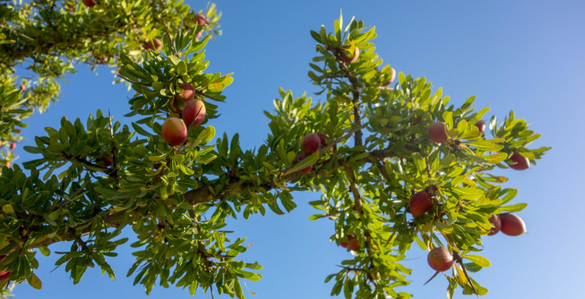 Argan Oil 100% Pur Organic 50ml- Order now delivered in 14 days